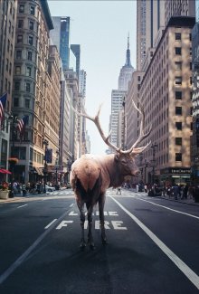 Возвращение животных в города: кто станет хозяином?